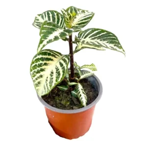 Aphelandra