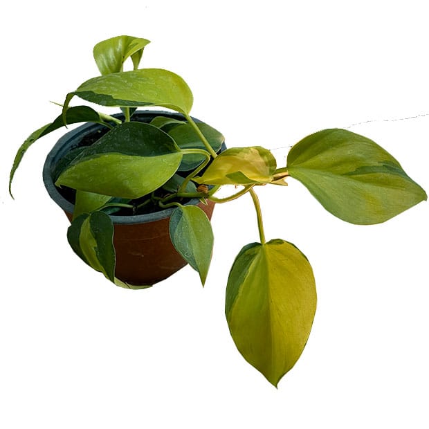 Cordatum Brasil