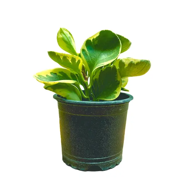 Peperomia Obtusifolia variegada