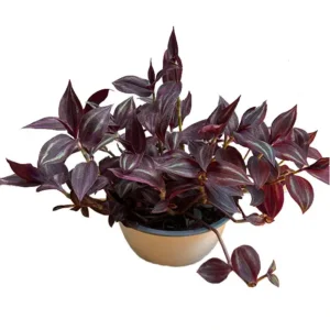 Tradescantia Zebrina Burgundy L