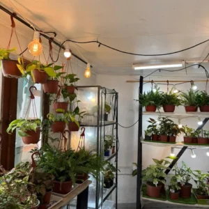 Planta de interior