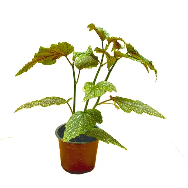 Begonia Alas de Ángel