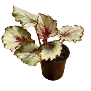 Begonia Rex Silver