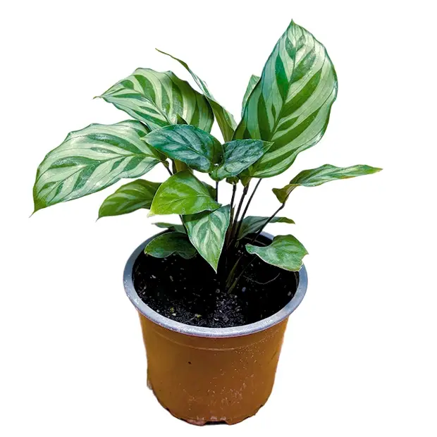Calathea Freddie