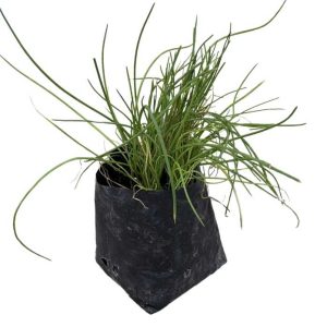 Hierba Ciboulette