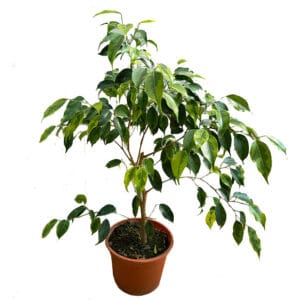 Ficus Benjamina Verde M