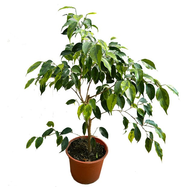 Ficus Benjamina Verde M