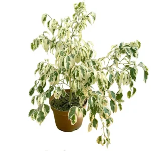 Ficus Hawaii L