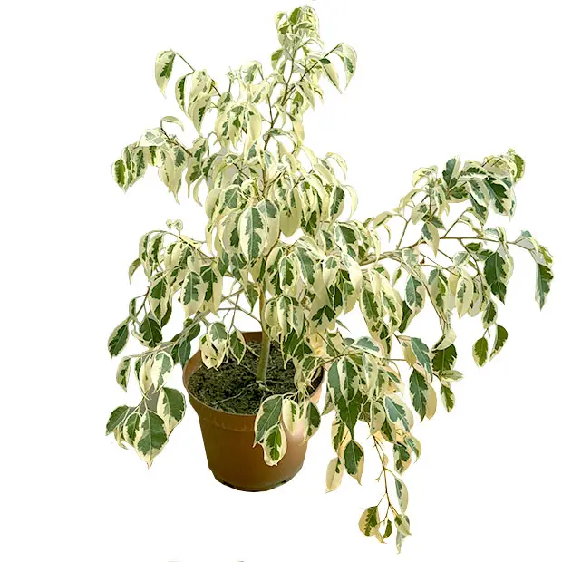 Ficus Hawaii L
