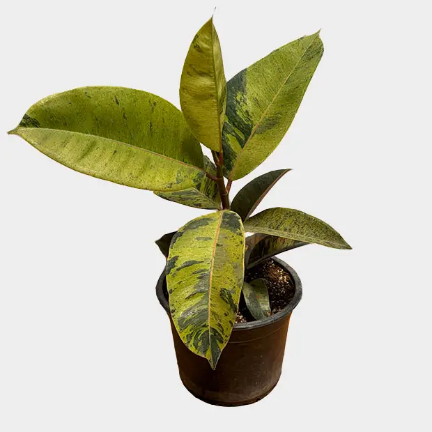 Ficus Shivereana M