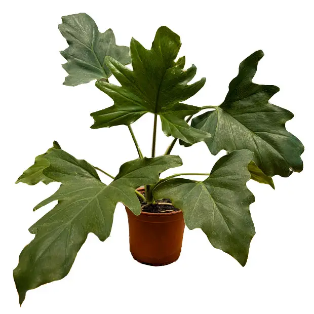 Filodendro Paraguayo M