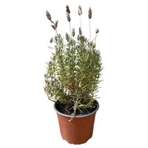 Lavanda L