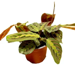 Maranta Leuconeura