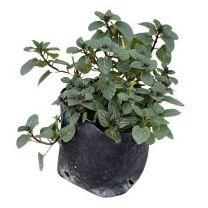 Hierba Menta