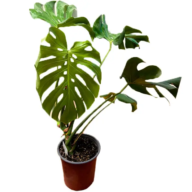 Monstera Deliciosa