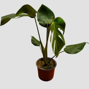 Monstera Deliciosa M