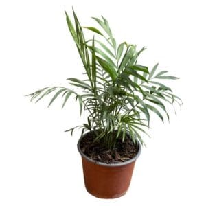 Palmera Chameadora