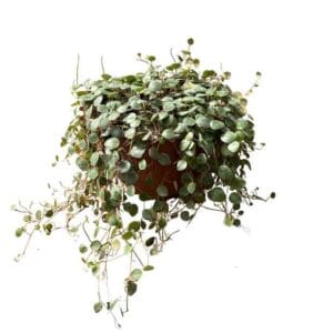 Peperomia Pepperspot