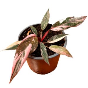 Filodendro Pink Princess M