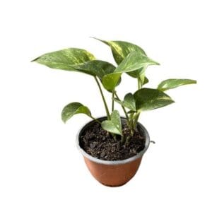 Pothus Golden M