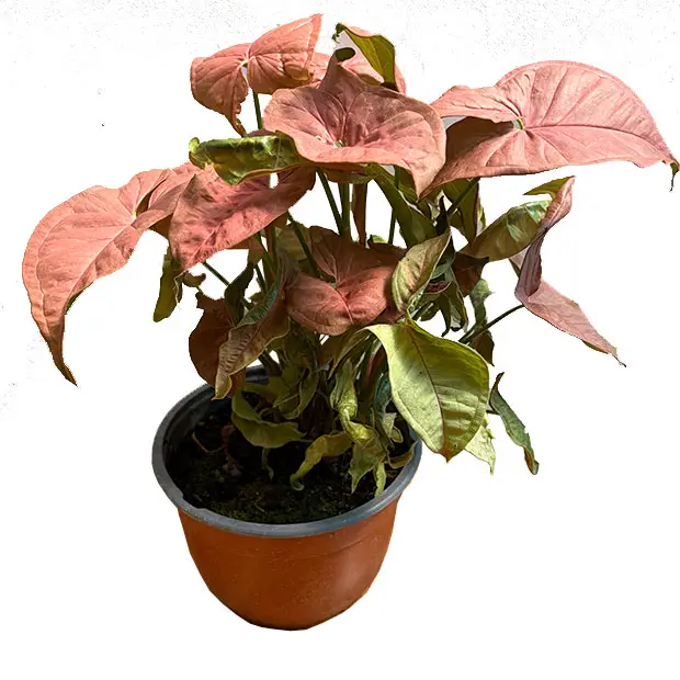 Singonio Rosado