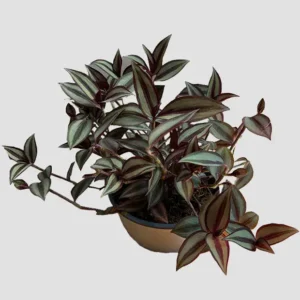Tradescantia Zebrina L
