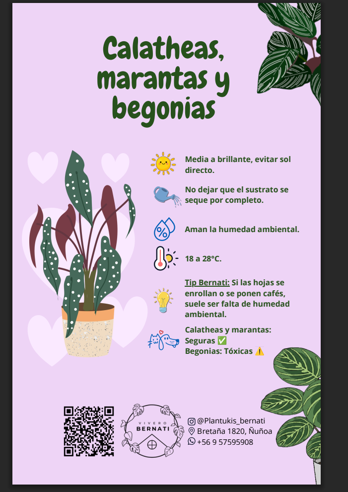 Ficha de cuidados de Calatheas, Marantas y Begonias - Vivero Bernati