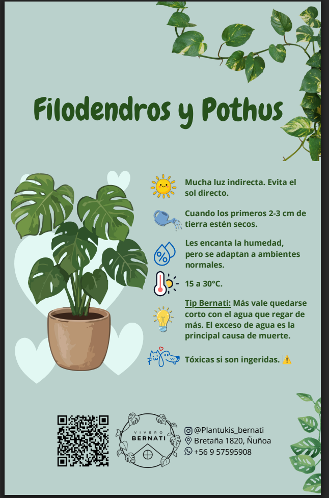 Ficha de cuidados de Filodendros y Pothus - Vivero Bernati