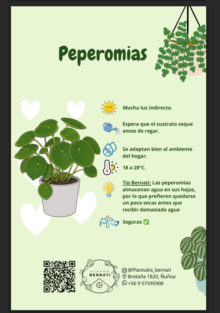 Ficha de cuidados de Peperomias - Vivero Bernati