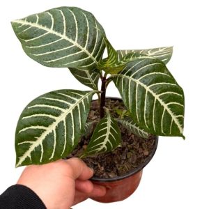 Aphelandra