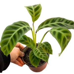 Calathea Zebrina