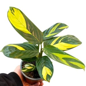 Ctenanthe lubbersiana
