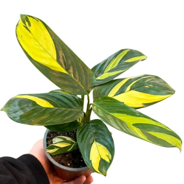Ctenanthe lubbersiana