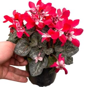 Cyclamen