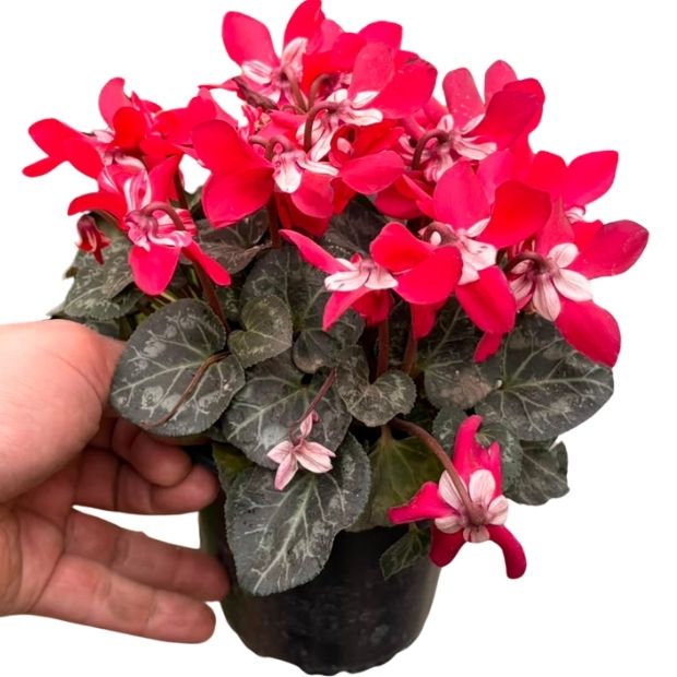 Cyclamen