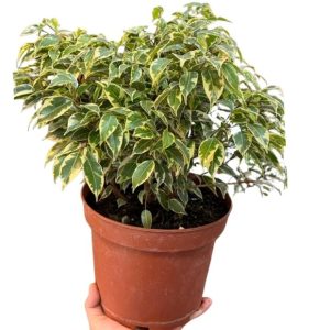 Ficus Bonsai XL