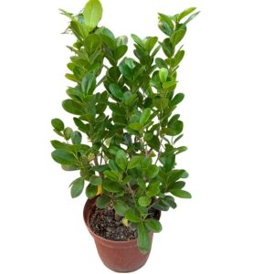 Ficus Moclame