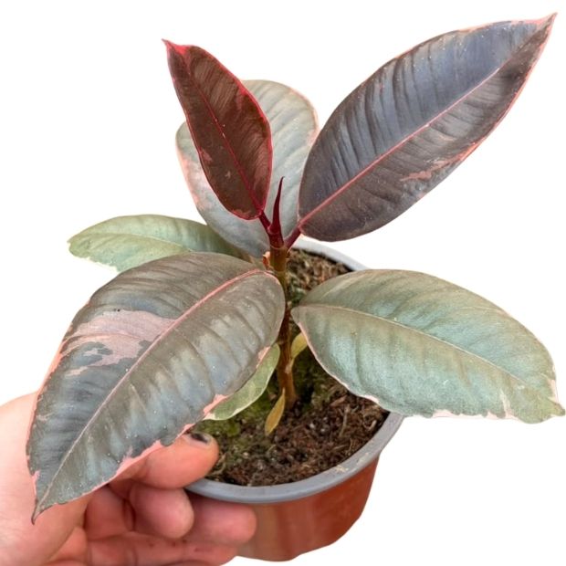 Gomero Ruby