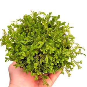 Helecho Lycopodium