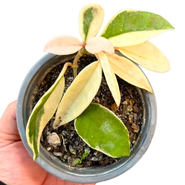 Hoya Krimson Queen