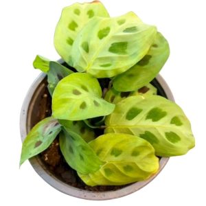 Maranta Kerchoveana