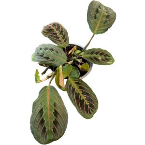 Maranta Leuconeura
