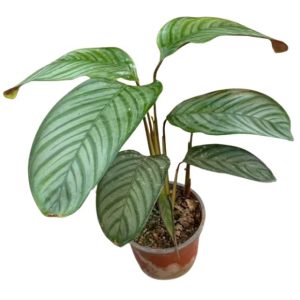 Maranta Setosa