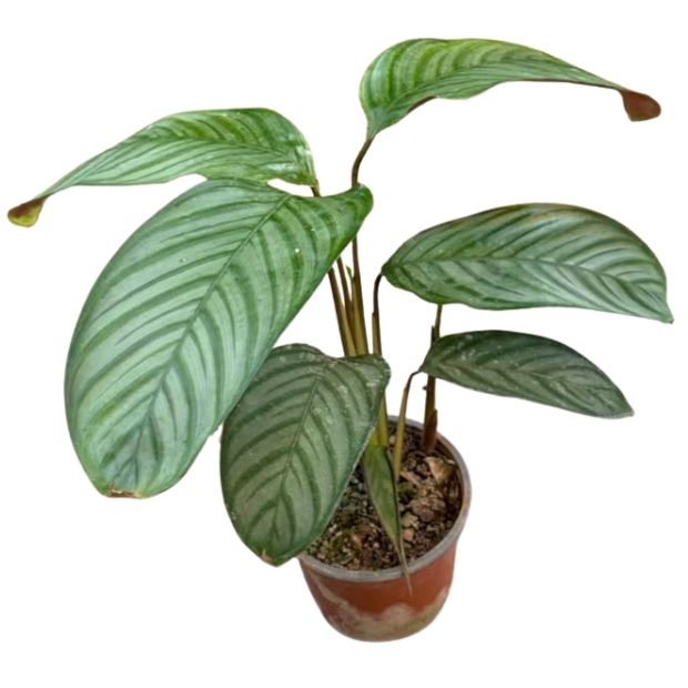 Maranta Setosa