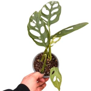 Monstera Adansonii