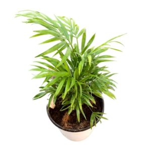 Palmera Chameadora enana