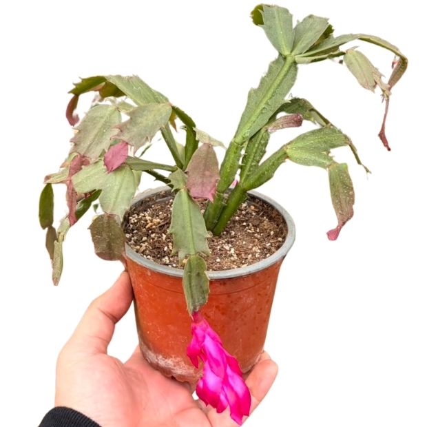 Patita de Jaiba