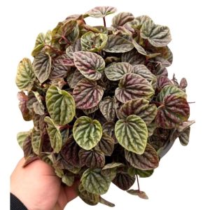 Peperomia Caperata