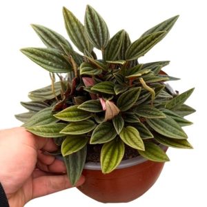 Peperomia Caperata Rosso