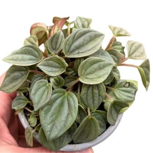 Peperomia Napoli